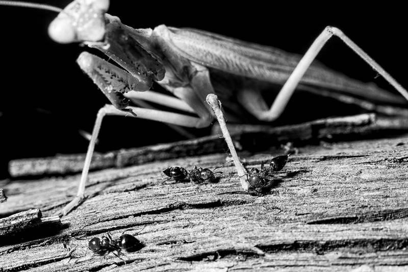 Σαπρικησ Χρίστος