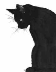 black_cat_by_midniterain