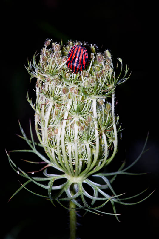 Σαπρίκης Χρίστος
